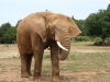 planete sauvage 15