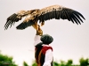 Puy du Fou 2